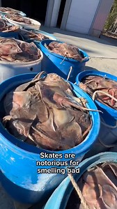 85K views · 884 reactions | Unloading and storing a truckload of Lobster Bait! | Louie Ryan | Facebook