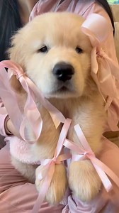 7.5K views · 263 reactions | Princess | Golden Retriever Overload | Facebook