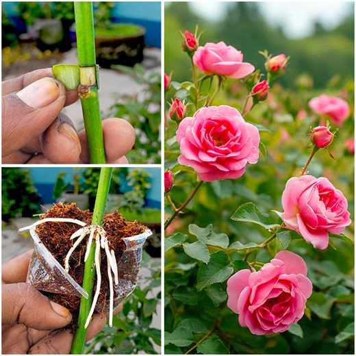 5.4K views · 57 reactions | Fast rose plant growth with air layering technique Air layering, known locally as Guti Kolom (গুটি কলম), is a fantastic and reliable technique to get a new, mature rose plant very quickly. It is much faster than growing from a cutting because the new plant is larger and more established from the very beginning. | Dian Creative | Facebook