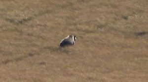 Grizzly Bears. Canada, Alberta 2023 | Voshaar Outdoor and Education