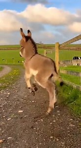“Wind said BOO… donkey said PARKOUR 😭💨🐴” #FunnyFarm #BabyDonkey #AnimalZoomies #FarmReels #CuteAnimals #NoMusic | Real Foal Diaries
