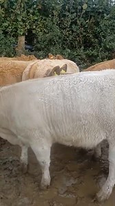 Ruthin Farmers Auction Co Ltd on Reels | Facebook