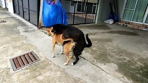 Dog Mating Clipsmating Dog Footage Stock Footage Video (100% Royalty-free) 1014399902 | Shutterstock