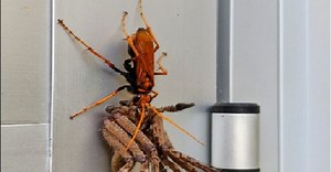 Only in Australia: Tarantula hawk preys on massive huntsman spider
