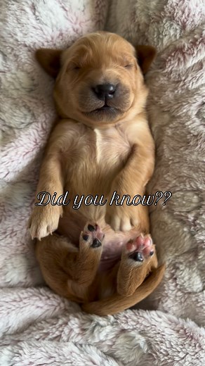 1.5K views · 2.6K reactions | Newborn puppy fact: their mom is the...