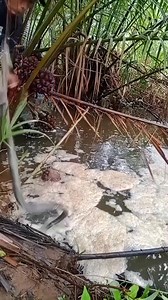 3.1M views · 14K reactions | Sobrang kinilabutan ako sa nahuli ko #richardcapongcol #waraynonvloger | RichArd Capongcol | Facebook