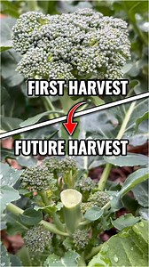 352K views · 66 reactions | Broccoli is an every year garden...