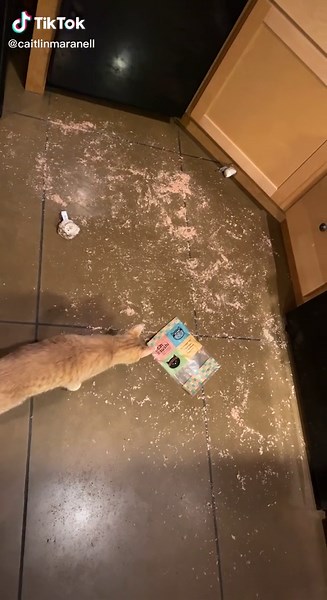 Candid Moments of Sweaty Footprints and Naughty Cats