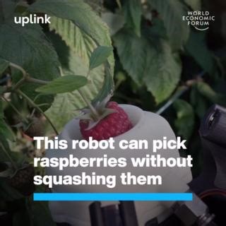 5.7K views · 107 reactions | The raspberries in your shopping basket might have been picked by a robot farmer. Submit your innovative solution for climate-smart agriculture on UpLink: https://bit.ly/3Y7dZqg UpLink - World Economic Forum World Food Forum Kilimo Barka Fund NEOM United Nations Convention to Combat Desertification Nestlé | World Economic Forum | Facebook