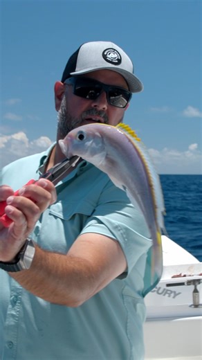 The beauty of deep drop fishing in the Bahamas. Every drop you are going to come up with something different! 🎥: Local Knowledge S08:E04 "Green Turtle Club Part 1" Available on YouTube, Waypoint TV & Streaming apps #fishingdestination #deepdropfishing #electricreel #electricfishing #deepdropping #abacobahamas #bahamasbeach #fishinggear #sportfishing #fishing #resort #marina #bahamas #mahifishing #mahimahi #greenturtleclub #bahamasfishing | Local Knowledge
