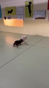 Archie and Finnegan early morning play | Wags n Wiggles