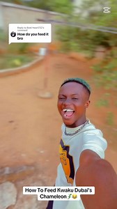 23K views · 1.4K reactions | Bro asked how I feed my chameleon年they’re beautiful to be with thank you Any question?? | Kwaku Dubai | Facebook