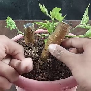 109K views · 1.4K reactions | How to Grow Mulberry Trees from Cuttings | Expanding Our Fruit Trees: Beginnings of a Food Forest | Ashik Muztaba | Facebook