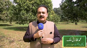Mango Diseases #PunjabGovernment #MinisterforAgriculture #SecretaryAgriculture #PunjabAgriculture #AgricultureDepartment #AgriPunjab #Punjab #Kissan #Crop | Agriculture Department Punjab