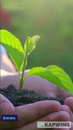 Taking Root on the Move: The Amazing Walking Trees
