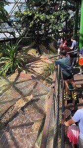 Get ready for a heart-pumping experience as we feed Goliath, our resident saltwater crocodile! As one of the largest and deadliest predators in the world, Goliath is a sight to behold. Watch in awe as he devours his meal with razor-sharp teeth, powerful jaws, and lightning-fast reflexes. Come and see Goliath in action - if you dare! 🐊🦷💪 Video Credit: @jeynlaundrie #CairnsZOOM #SaltwaterCrocodile #PredatorFeeding #WildlifeEncounter | Cairns ZOOM