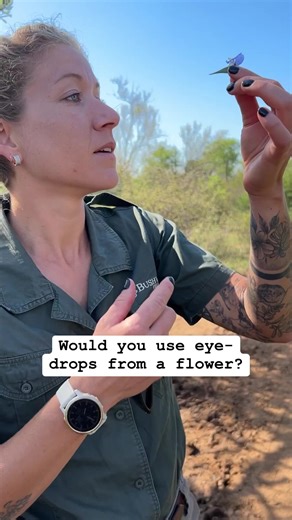 The blue commelina has a drop of liquid in its sheath that can help to soothe irritated eyes. Annie gives us a demonstration… #outherewelive #bushwisefieldguides #medicinalplants #botany #bushcraft | Bushwise