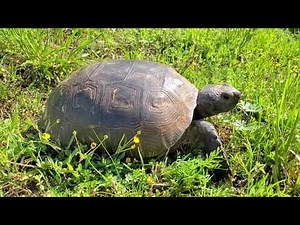 Gopher Tortoise Day 2020 with 3-Legged Tortoise