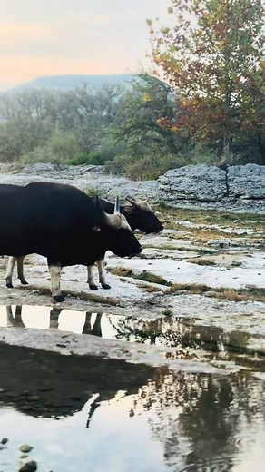 Today’s highlight was the stunning Gayal, a rare and powerful bovine species known for its massive frame, distinct markings, and calm yet commanding presence. Seeing one up close is a reminder of just how diverse and remarkable the wildlife here at Ox Safari truly is. From unique species like the Gayal to the classic safari favorites, every day on the ranch offers something extraordinary. Whether you’re here for adventure, photography, or simply the experience, Ox Safari brings the wild right to