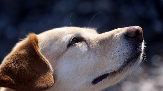 Tus perros pueden sufrir de cáncer: Estos son los factores, síntomas y edades más comunes