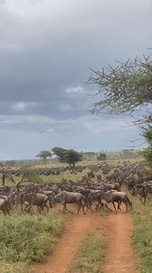 21K views · 461 reactions | The Serengeti migration safari experience...