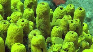 Picturesque Group Yellow Tube Sponge Aplysina Stock Footage Video (100% Royalty-free) 3472369485 | Shutterstock