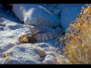 Rattlesnake encounter in Joshua Tree National Park, Callifornia