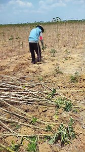 71K views · 439 reactions | Totorial cabut singkong yg baik dan benar.... Tidak ada yg ketinggalan.... | Register 45 | Facebook