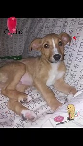 #REHOMED Our gorgeous pups are now 11 weeks old ❤️ Coolio(male) , Trudy (Girl) and Maisie (Girl ) ❤️ who will be medium sized when adult and are mix breed. are now looking for there forever homes . If you would like an application form please email 📧caraadoptions@hotmail.com | Cara Rescue Dogs