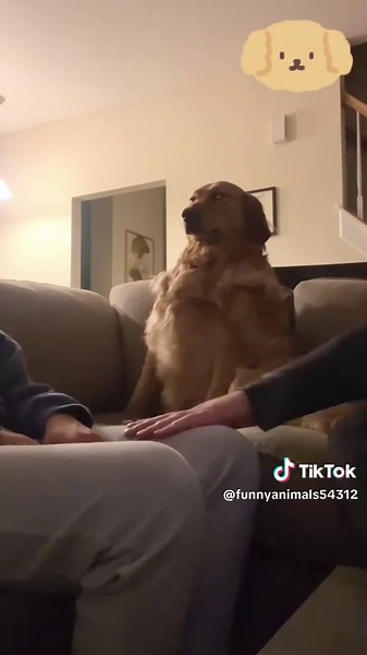 Silly dogs turning every normal moment into pure chaos 🐶😂 #FunnyDogs #SillyPup #DogComedy #PetHumor