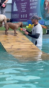 3.8K views · 201 reactions | Cockapoo Skye loves to dive & swim  | Canine Dip and Dive Maldon | Facebook