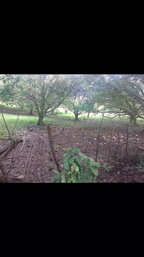 LOT FOR SALE 4.6hectares Titled Lot Along National Highway IPIL ZAMBOANGA SIBUGAY 📍📍Ideal For:; 👉Any business establishment 👉Housing/Subdivision 👉Farming For interested buyers/investors Pm/call 📞📱 09471056622 | Ray Han