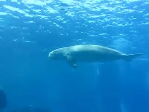 4.4K views · 117 reactions | Sea Cow in our Three Corners Sea Beach reef | Three Corners Sea Beach Resort | Facebook