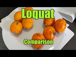 Loquat Taste Comparison Featuring Fruits Sent To Me by ‪@lyonheart84‬