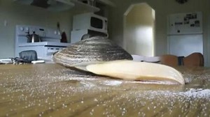 Watch this clam lick salt grains off a table