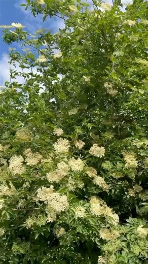 Save this 💛 Elderflower Cordial Recipe! It’s a perfect sunny weekend to go elderflower picking! Make sure you wash it really thoroughly to get rid of any bugs n that! I love my @rangemasteruk tap it’s so pretty and golden and perfect in our new kitchen! I love using elderflower cordial in my bakes and also it’s lovely to add to cocktails or sparkling wine! RECIPE ABOUT 20-25 large elderflower heads 2 unwaxed lemons 2.5kg caster sugar 1.5 litres water 80g citric acid Rinse the elderflower in a l