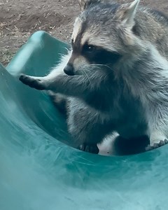 Diddles Raccoon on Reels