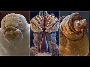 Unbelievable Electron Microscope Images