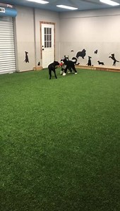 Scotch playing keep away from buddy!🤣💜🐾 #holidoginnok | HoliDog Inn Room and Groom