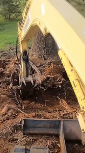 Taking Down a Massive Tree With an Excavator #trees #treeremoval #farmwork #landscaping | FarmCraft101