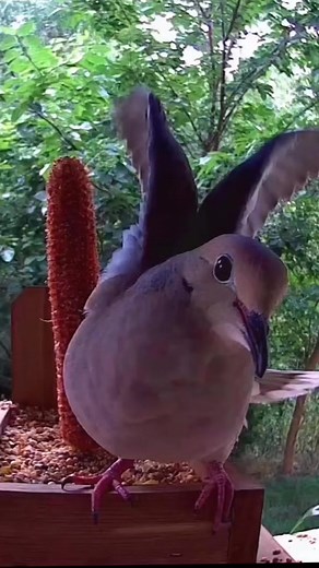 #mourningdove #birdlovers #wildbirds #birdlife #birdvideos #birds #cute #birdreels #dove #Peace | Fur Feathers