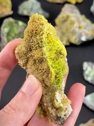 Spirit Nectar on Reels