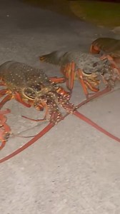 TOA OF TANGAROA...... 🤿🌊💯🤙👌🥷🦐🦐🦐🦐 #diving #crayfish #lobster #packhorse #tangaroa #ocean #hunting #seafoodboil seaf | Team Pelvic Thrusterz