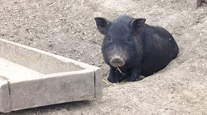 clip-31482202-pig-trough