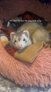 4.1K views · 4K reactions | Eddie is full of that young ferret energy. If only I could borrow some of it  . . . . . #ferret #babyferret #cuteferret #ferretfun #cuteanimals #endlessenergy #ferretlove #happypets #voicesinmyhead #spreadjoy | Ferrettails | Facebook