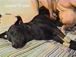 Dog rams his rock hard knot into his lucky owner