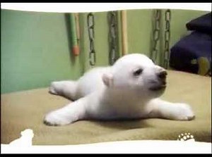 Knut : moi c'est knut