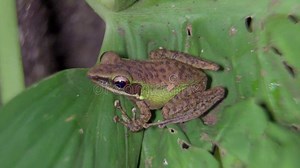 Malayan White-lipped Frog on Leaf. Night Jungle Safari in Tropical Rainforest of Malaysia National Park, Gunung Lambak. Wildlife. Stock Footage - Video of leaves, back: 226676272