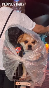 A Chinese woman sheltered her two dogs from the rain using a single plastic bag as a raincoat. Heartmelting! | People's Daily, China