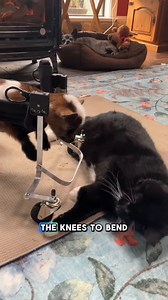 Meet Chilli, the newest (and tiniest) fighter at The Happy Herd! 🐐💙 Chilli was born a triplet, but because of how she was positioned in the womb, her knee joints fused before birth, making it nearly impossible for her to stand. ⁠ ⁠ At just 12 hours old, she arrived at the sanctuary from Country Oak Acres, and from day one, this little girl has been determined to move.⁠ 🐐⁠ ⁠ With the help of pain management, aggressive physiotherapy, and a custom wheelchair (huge thanks to Kindred Farm Sanctua